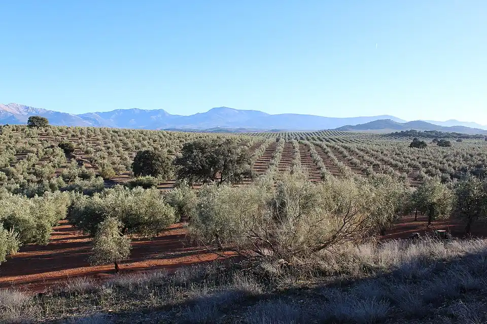 Olivar de la campiña de Jaén