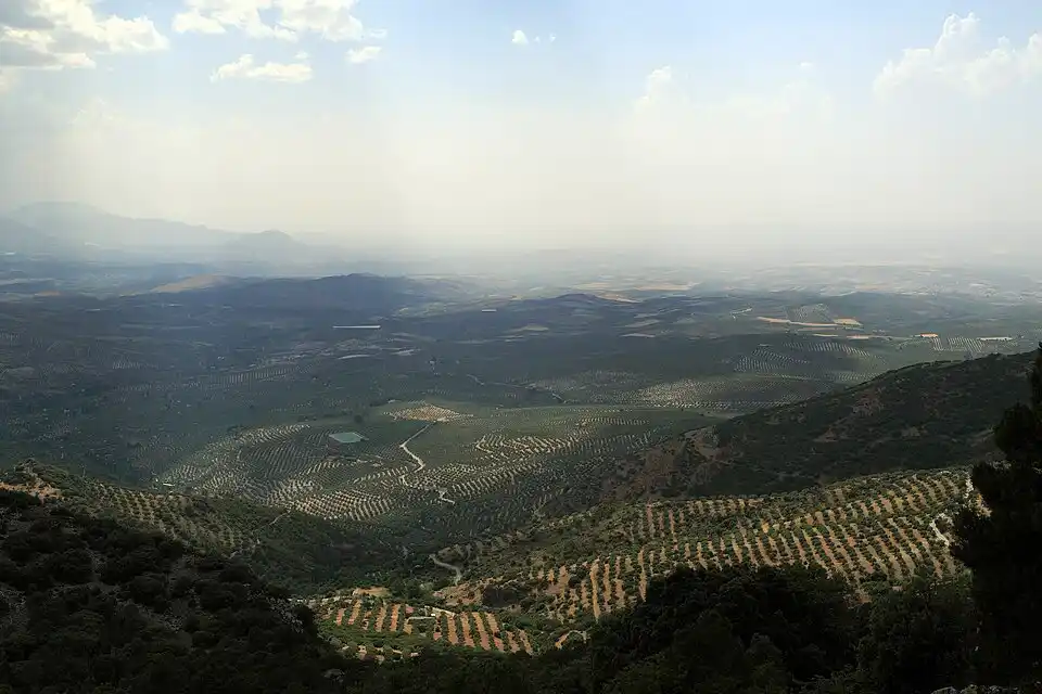 Aceitunas de la provincia de Jaén