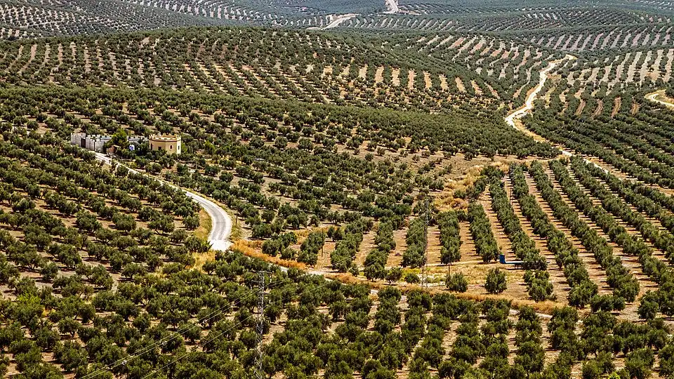 Olivares de Porcuna