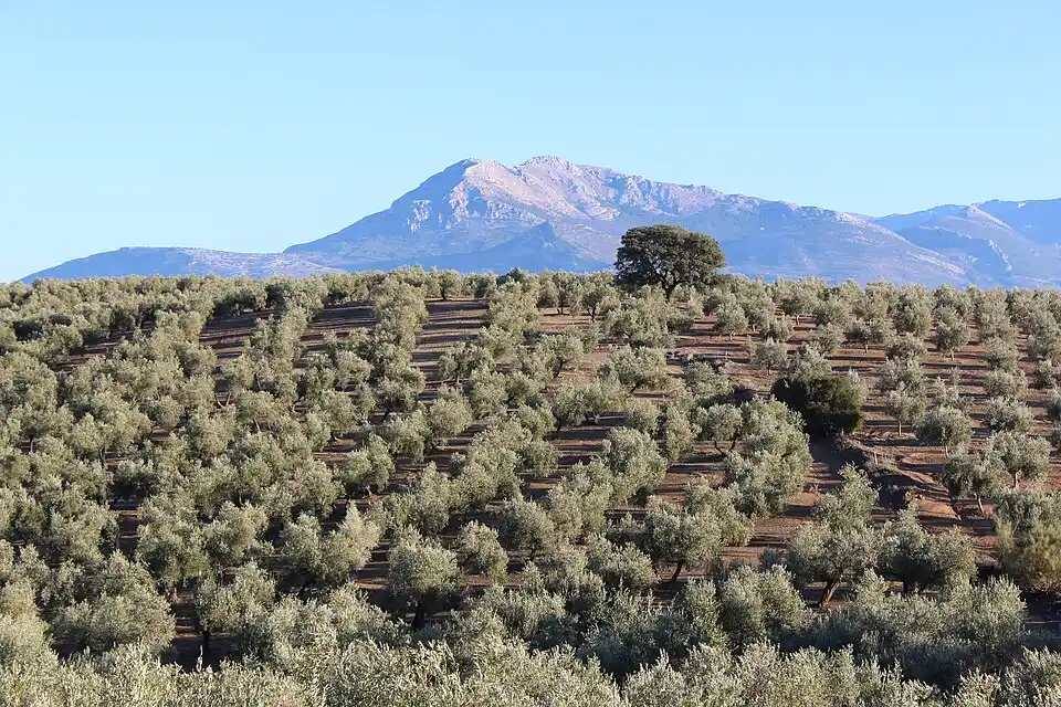 Olivar de montaña de la Sierra Sur